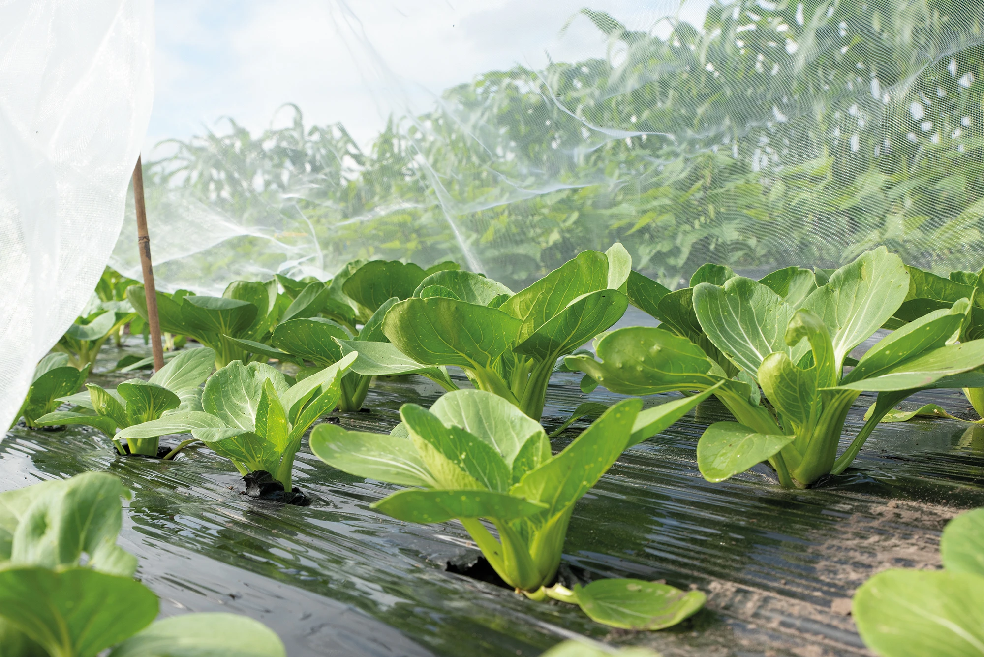 Insektennetz | Gartenzubehör Von Sogo 7 Insektennetz | Gartenzubehör Von Sogo – Bild 5