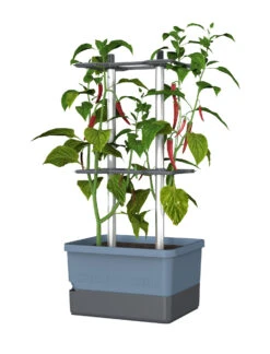 Charly Chili Chilitopf Blau | Chilitöpfe Von Gusta Garden -Samenhaus Geschäft 548626 Charly Chili Chilitopf blau 104710 gg 0