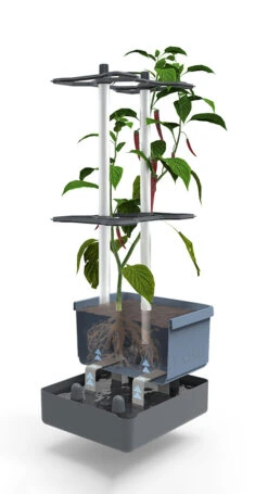 Charly Chili Chilitopf Blau | Chilitöpfe Von Gusta Garden -Samenhaus Geschäft 548626 Charly Chili Chilitopf blau 104710 gg 2