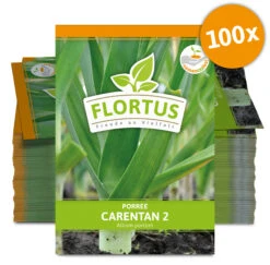 Lauch-Porree Carentan 2 (100 Stück) | Lauchsamen Von FLORTUS