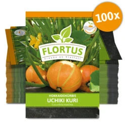 Hokkaidokürbis Uchiki Kuri (100 Stück) | Hokkaidokürbissamen Von FLORTUS -Samenhaus Geschäft 549859 Hokkaidokuerbis Uchiki Kuri 100 Stueck 2000 0476 100x 0