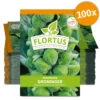Rosenkohl Groninger (100 Stück) | Rosenkohlsamen Von FLORTUS -Samenhaus Geschäft 549860 Rosenkohl Groninger 100 Stueck 2000 0477 100x 0