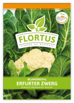 Blumenkohl Erfurter Zwerg (100 Stück) | Blumenkohlsamen Von FLORTUS -Samenhaus Geschäft 549866 Blumenkohl Erfurter Zwerg 100 Stueck 2000 0483 100x 1