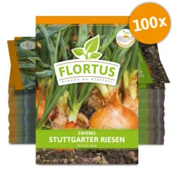 Zwiebel Stuttgarter Riesen (100 Stück) | Zwiebelsamen Von FLORTUS -Samenhaus Geschäft 549873 Zwiebel Stuttgarter Riesen 100 Stueck 2000 0490 100x 0