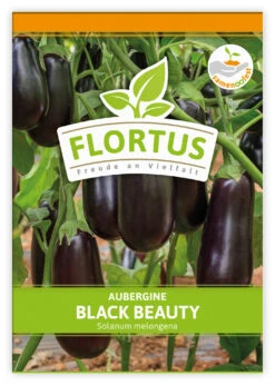 Aubergine Black Beauty (100 Stück) | Auberginensamen Von FLORTUS -Samenhaus Geschäft 549874 Aubergine Black Beauty 100 Stueck 2000 0491 100x 1