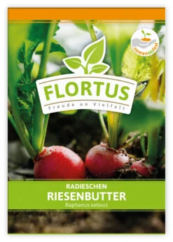 Radieschen Riesenbutter (100 Stück) | Radieschensamen Von FLORTUS -Samenhaus Geschäft 549876 Radieschen Riesenbutter 100 Stueck 2000 0493 100x 1
