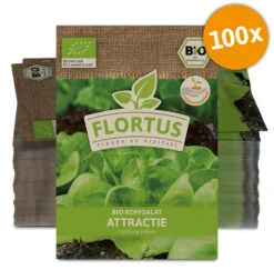 Kopfsalat Attractie (100 Stück) | BIO Salatsamen Von FLORTUS -Samenhaus Geschäft 549888 BIO Kopfsalat Attractie 100 Stueck 2000 0505 100x 0