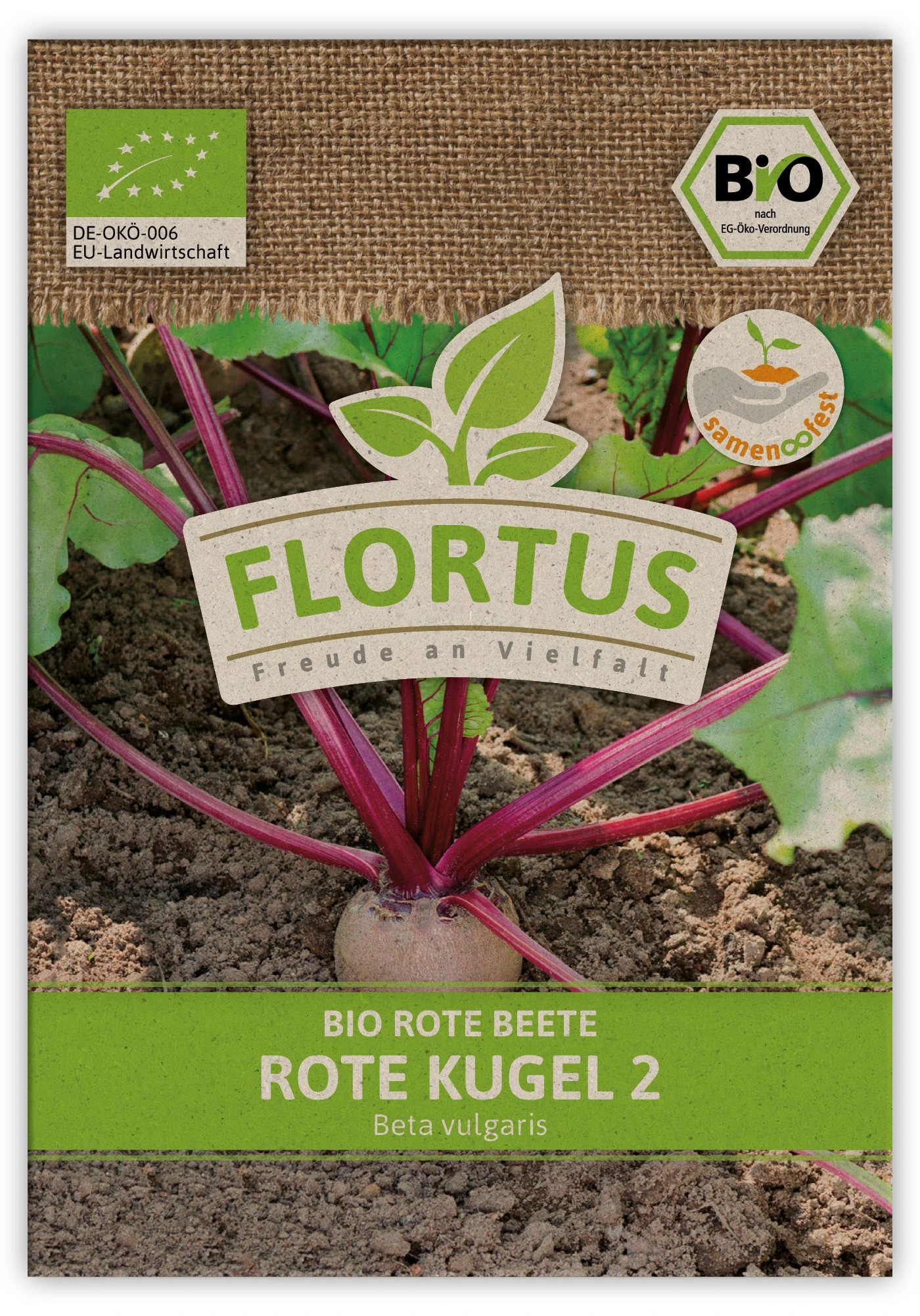 Rote Beete Rote Kugel 2 (100 Stück) | BIO Rote Beetesamen Von FLORTUS 4 Rote Beete Rote Kugel 2 (100 Stück) | BIO Rote Beetesamen Von FLORTUS – Bild 2