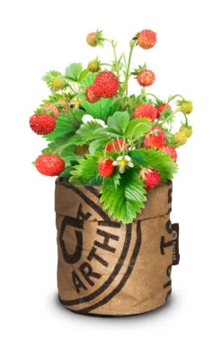 Greensquad Süße Erdbeere | Anzuchtsets Von Baza 12 Greensquad Süße Erdbeere | Anzuchtsets Von Baza -Samenhaus Geschäft 550257 Greensquad Suesse Erdbeere 18027706 bz 1