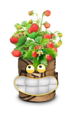 Greensquad Süße Erdbeere | Anzuchtsets Von Baza 11 Greensquad Süße Erdbeere | Anzuchtsets Von Baza -Samenhaus Geschäft 550257 Greensquad Suesse Erdbeere 18027706 bz 2