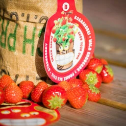 Greensquad Süße Erdbeere | Anzuchtsets Von Baza 14 Greensquad Süße Erdbeere | Anzuchtsets Von Baza -Samenhaus Geschäft 550257 Greensquad Suesse Erdbeere 18027706 bz 5