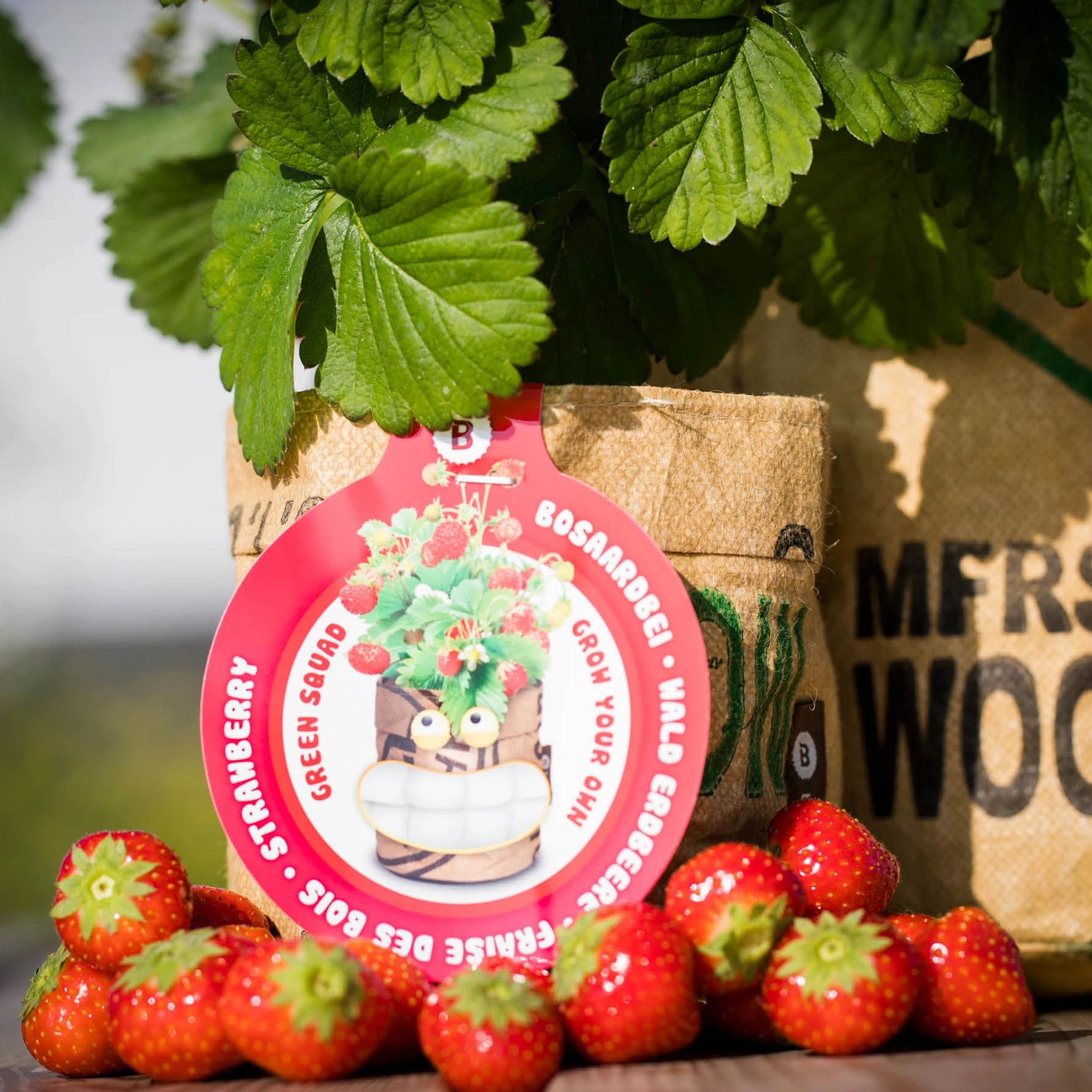 Greensquad Süße Erdbeere | Anzuchtsets Von Baza 3 Greensquad Süße Erdbeere | Anzuchtsets Von Baza