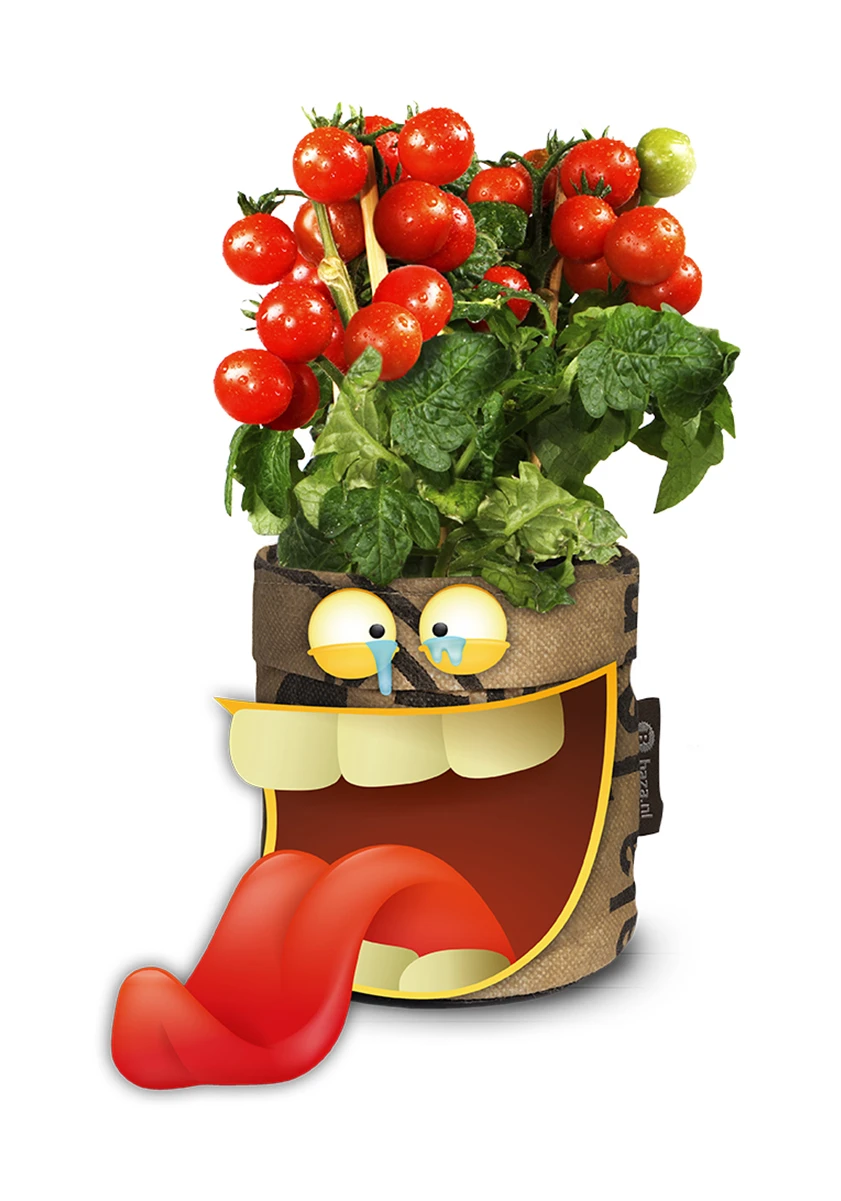 Greensquad Snack-Tomaten | Anzuchtsets Von Baza 6 Greensquad Snack-Tomaten | Anzuchtsets Von Baza – Bild 4