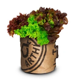 Greensquad Knackiger Salat | Anzuchtsets Von Baza -Samenhaus Geschäft 550260 Greensquad Knackiger Salat 18027722 bz 1