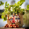 Duo-Garten Erdbeere | Anzuchtsets Von Baza -Samenhaus Geschäft 550265 Duo Garten Erdbeere 18037340 bz 2