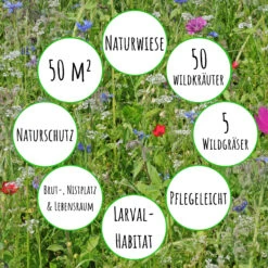 Bienenweide Mit Wildgräsern (Naturwiese) | Bienenwiese Von Biobalu -Samenhaus Geschäft 550629 Bienenweide mit Wildgraesern Naturwiese BB1016 3