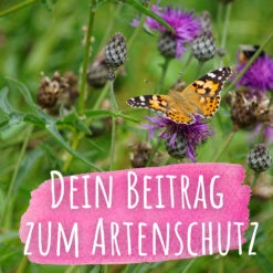 Bienenweide Mit Wildgräsern (Naturwiese) | Bienenwiese Von Biobalu -Samenhaus Geschäft 550629 Bienenweide mit Wildgraesern Naturwiese BB1016 4