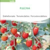 Datteltomate Pulcina | BIO Stabtomatensamen Von Sativa Rheinau -Samenhaus Geschäft 551672 BIO Datteltomate Pulcina to06 sr 0