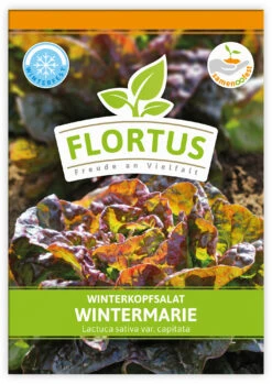 Winterkopfsalat Wintermarie (100 Tütchen) | Kopfsalatsamen Von FLORTUS -Samenhaus Geschäft 551876 Winterkopfsalat Wintermarie 100 Tuetchen 2000 0560 100x 1