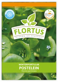 Winterportulak Postelein (100 Tütchen) | Portulaksamen Von FLORTUS -Samenhaus Geschäft 551880 Winterportulak Postelein 100 Tuetchen 2000 0562 0 1