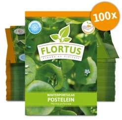 Winterportulak Postelein (100 Tütchen) | Portulaksamen Von FLORTUS -Samenhaus Geschäft 551880 Winterportulak Postelein 100 Tuetchen 2000 0562 100x 0