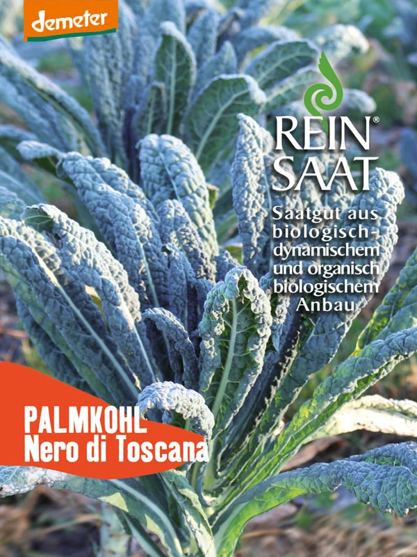Grünkohl Nero Di Toscana | BIO Grünkohlsamen Von Reinsaat 3 Grünkohl Nero Di Toscana | BIO Grünkohlsamen Von Reinsaat