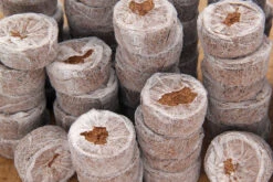 Kokos Quelltöpfe (1155 Stück) | BIO Kokos Quelltöpfe Von Jiffy -Samenhaus Geschäft 551968 BIO Kokos Quelltoepfe 1155 Stueck 63170030 jf 6