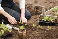 Quelltabletten (14 Stück) | Quelltabletten Von Nelson Garden