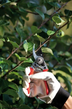 Gartenschere (17 Cm) | Scheren Von Nelson Garden 7 Gartenschere (17 Cm) | Scheren Von Nelson Garden -Samenhaus Geschäft 552155 Gartenschere 17 cm 5395 ng 1