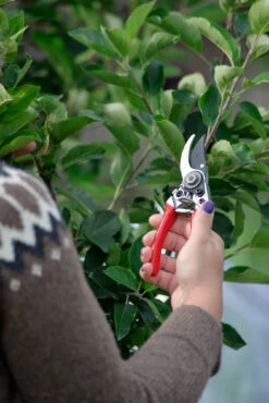 Gartenschere (17 Cm) | Scheren Von Nelson Garden