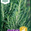 Rosmarin | Rosmarinsamen Von Nelson Garden -Samenhaus Geschäft 552207 Rosmarin 91071 ng 0