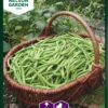 Grüne Bohne Cogito | Bohnensamen Von Nelson Garden -Samenhaus Geschäft 552231 Gruene Bohne Cogito 90202 ng 0