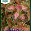 Buntnessel Wizard Coral Sunrise | Thymiansamen Von Nelson Garden -Samenhaus Geschäft 552241 Jamaika Thymian Wizard Coral Sunrise 94261A ng 0