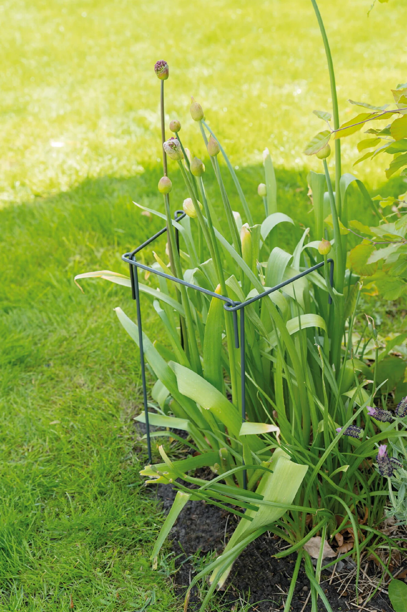 Pflanzenstütze (17 X 45 Cm) | Blumenpflege Von Sogo 3 Pflanzenstütze (17 X 45 Cm) | Blumenpflege Von Sogo