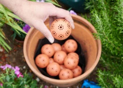 Kugeln Zur Wasserspeicherung (16 Stück) | Bewässerungskugeln Von Clever Pots -Samenhaus Geschäft 553496 Kugeln zum Speichern von Wasser 16 Stueck 445498 kp 5