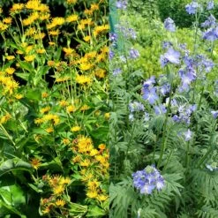 Stauden Bienenweide | BIO Bienenwiese Von Biobalu 15 Stauden Bienenweide | BIO Bienenwiese Von Biobalu -Samenhaus Geschäft 554548 BIO Stauden Bienenweide BB1023 2