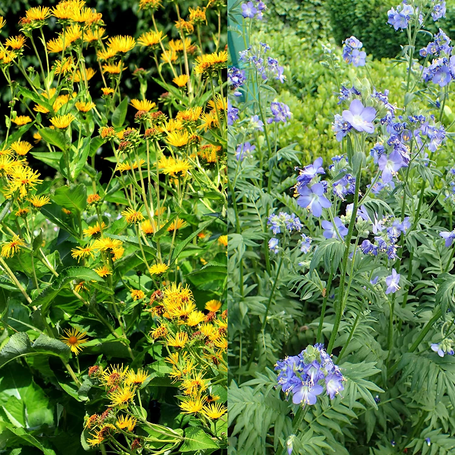 Stauden Bienenweide | BIO Bienenwiese Von Biobalu 9 Stauden Bienenweide | BIO Bienenwiese Von Biobalu – Bild 7