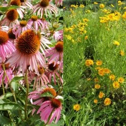 Stauden Bienenweide | BIO Bienenwiese Von Biobalu 14 Stauden Bienenweide | BIO Bienenwiese Von Biobalu -Samenhaus Geschäft 554548 BIO Stauden Bienenweide BB1023 3