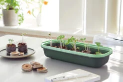 BoQube Anzuchtschale S Moosgrün-schilfgrün | Zimmergewächshäuser Von Romberg