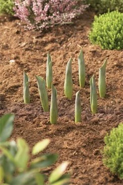 Blumenzwiebel Korb | Gartenzubehör Von Garland -Samenhaus Geschäft 558874 23 cm Blumenzwiebel Korb Klein 3 Stueck W0470 gl 2