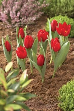 Blumenzwiebel Korb | Gartenzubehör Von Garland -Samenhaus Geschäft 558874 23 cm Blumenzwiebel Korb Klein 3 Stueck W0470 gl 3