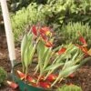 Blumenzwiebel Korb | Gartenzubehör Von Garland -Samenhaus Geschäft 558874 23 cm Blumenzwiebel Korb Klein 3 Stueck W0470 gl 4