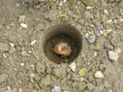 28 X 26 X 7,5 Cm Kurzstieliger Blumenzwiebel Pflanzer | Gartenzubehör Von Garland -Samenhaus Geschäft 558875 28 x 26 x 7 5 cm Kurzstieliger Blumenzwiebel Pflanzer W0474 gl 4