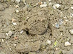 28 X 26 X 7,5 Cm Kurzstieliger Blumenzwiebel Pflanzer | Gartenzubehör Von Garland -Samenhaus Geschäft 558875 28 x 26 x 7 5 cm Kurzstieliger Blumenzwiebel Pflanzer W0474 gl 8