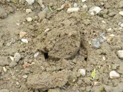 88 X 30,5 X 7,5 Cm Langstieliger Blumenzwiebel Pflanzer | Gartenzubehör Von Garland -Samenhaus Geschäft 558876 88 x 30 5 x 7 5 cm Langstieliger Blumenzwiebel Pflanzer W0475 gl 9