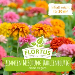 Wiesenblume Zinnien Mischung Dahlienblütig (100 G) | Zinniensamen Von FLORTUS 7 Wiesenblume Zinnien Mischung Dahlienblütig (100 G) | Zinniensamen Von FLORTUS -Samenhaus Geschäft 558932 Wiesenblume Zinnie Mischung dahlienbluetig 100 g 2000 0884 100g 2