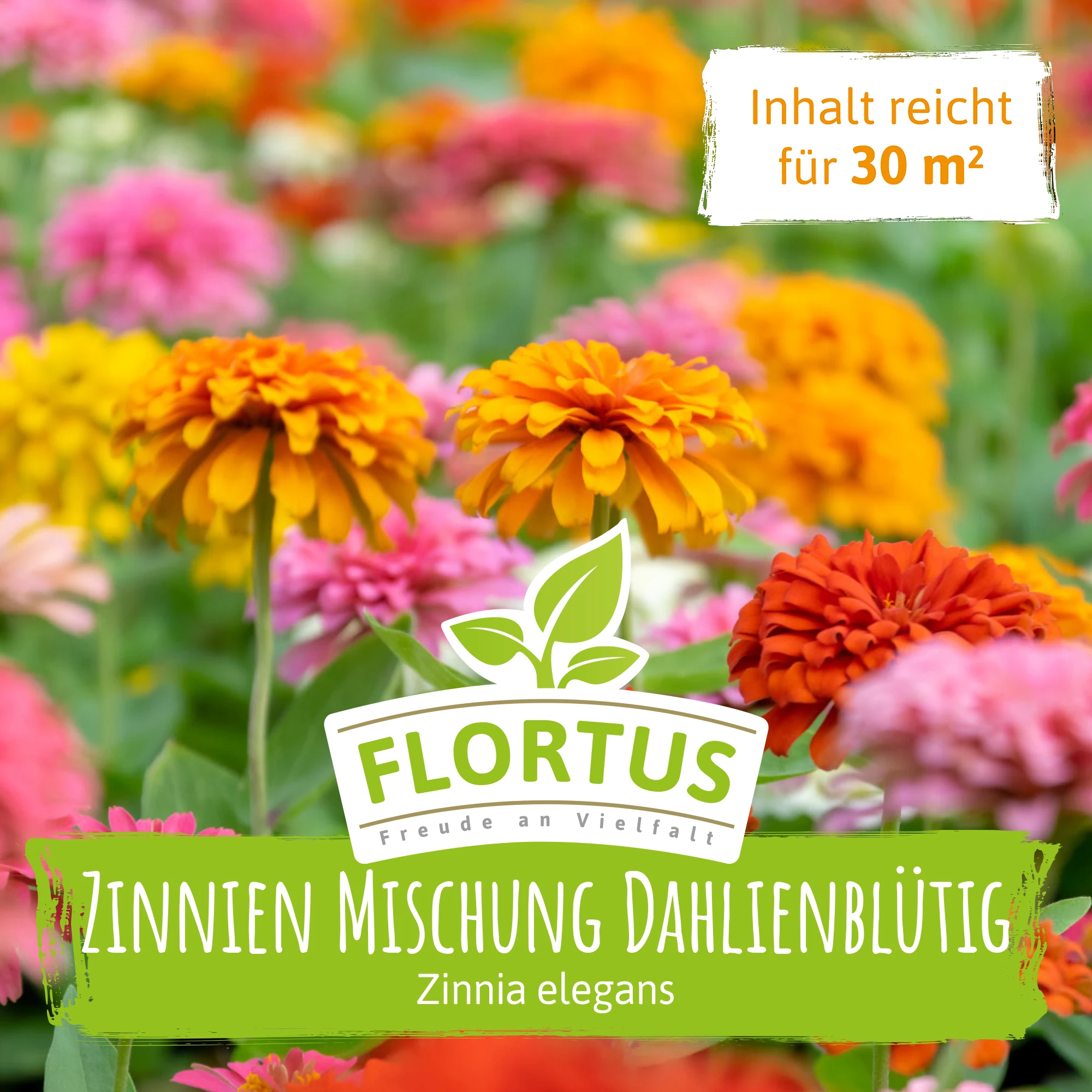 Wiesenblume Zinnien Mischung Dahlienblütig (100 G) | Zinniensamen Von FLORTUS 4 Wiesenblume Zinnien Mischung Dahlienblütig (100 G) | Zinniensamen Von FLORTUS – Bild 2