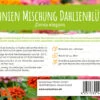Wiesenblume Zinnien Mischung Dahlienblütig (100 G) | Zinniensamen Von FLORTUS -Samenhaus Geschäft 558932 Wiesenblume Zinnie Mischung dahlienbluetig 100 g 2000 0884 100g 3
