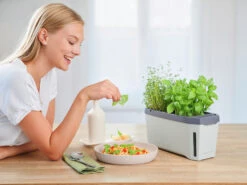 HARRY HERBS Kräutertopf Hellgrau | Kräutertöpfe Von Gusta Garden -Samenhaus Geschäft 560334 HARRY HERBS hellgrau 100B10 gg 7