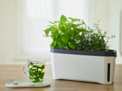 HARRY HERBS Kräutertopf Weiß | Kräutertöpfe Von Gusta Garden -Samenhaus Geschäft 560336 HARRY HERBS weiss 102B10 gg 6